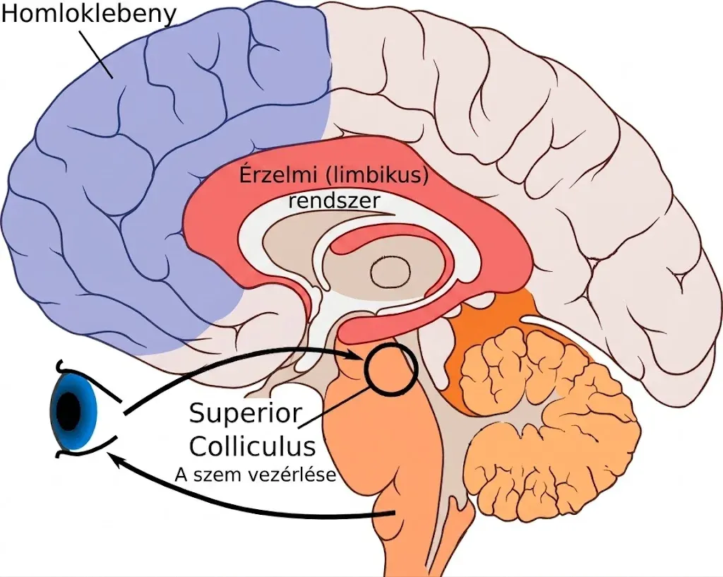 A superior colliculus a látórendszer, az érzelmi (limbikus) rendszer és az agytörzs között helyezkedik el
