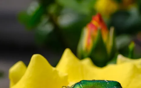 green beetle on yellow flower